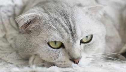 九游平台-巴萨冬窗或被迫卖库鸟 两笔转会附加条款愁坏高层