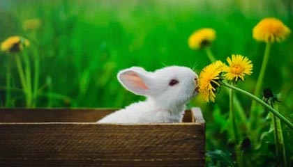 九游平台-巴萨冬窗或被迫卖库鸟 两笔转会附加条款愁坏高层